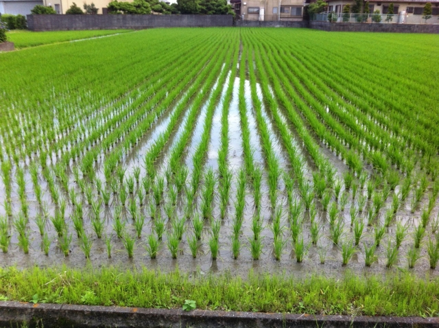 青島酒造の写真2